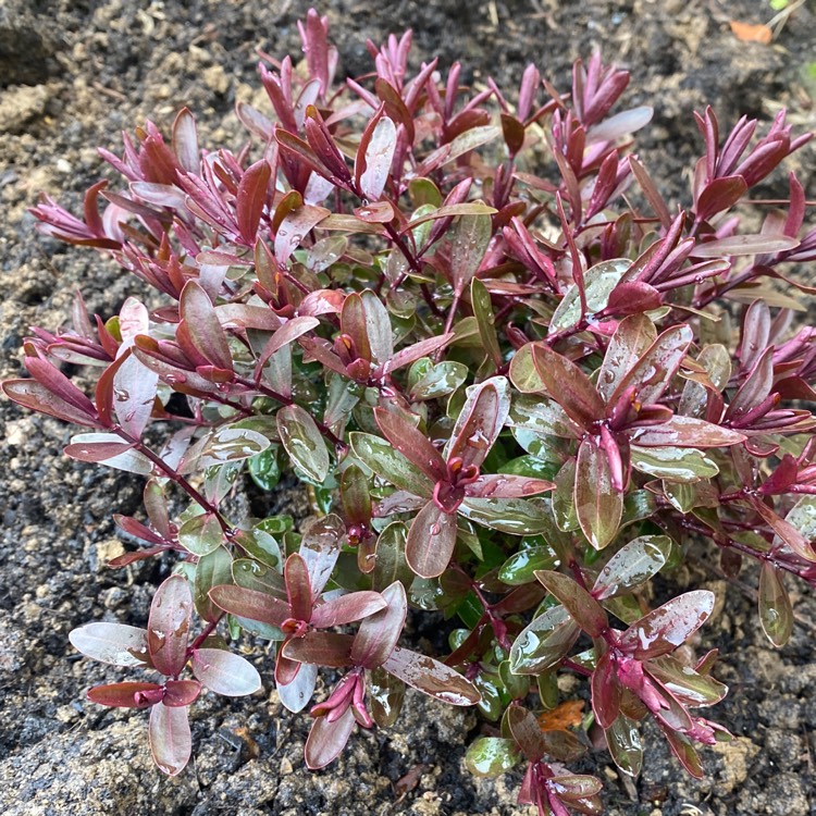 Plant image Hebe 'Burgundy Blush'