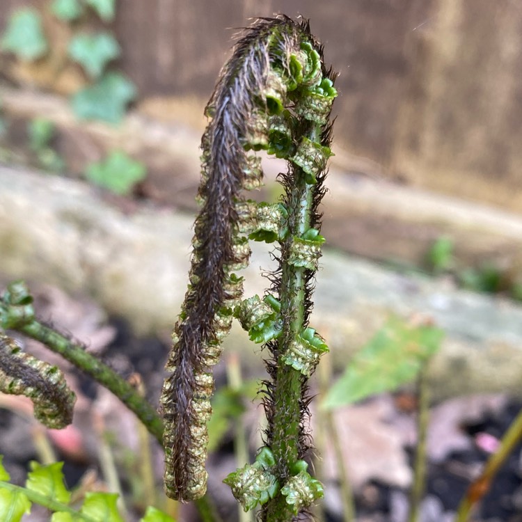 Dryopteris atrata cycadina, Shield wood fern - uploaded by @davosteel74