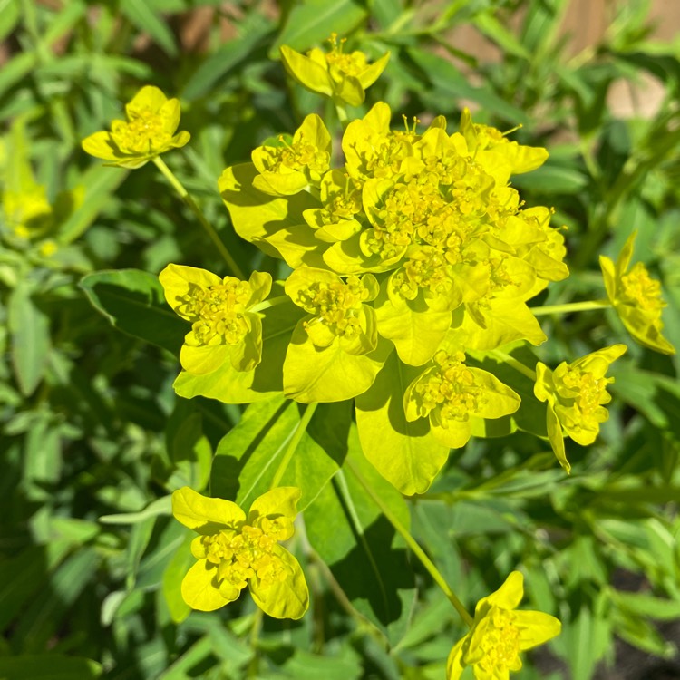 Plant image Euphorbia polychroma