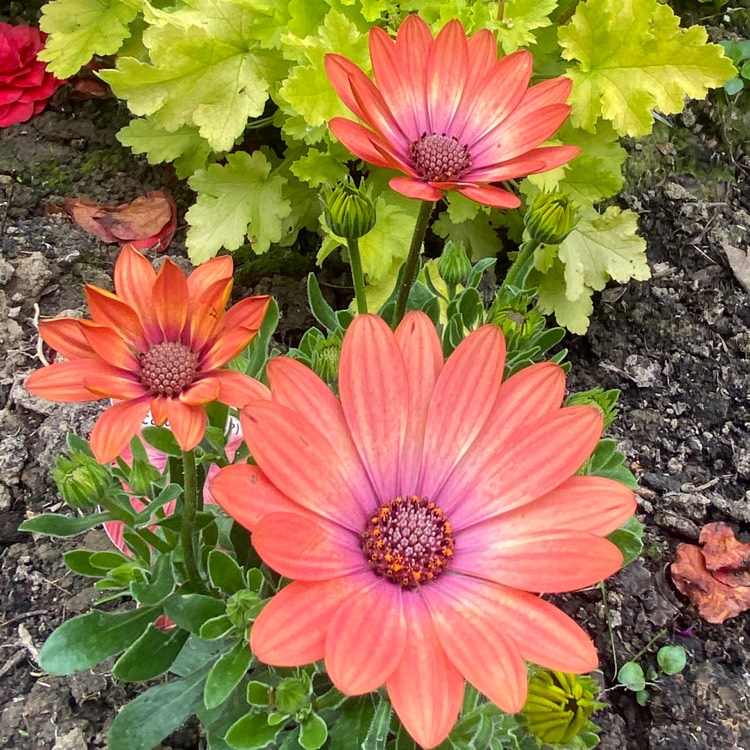 Plant image Osteospermum Serenity Coral Magic