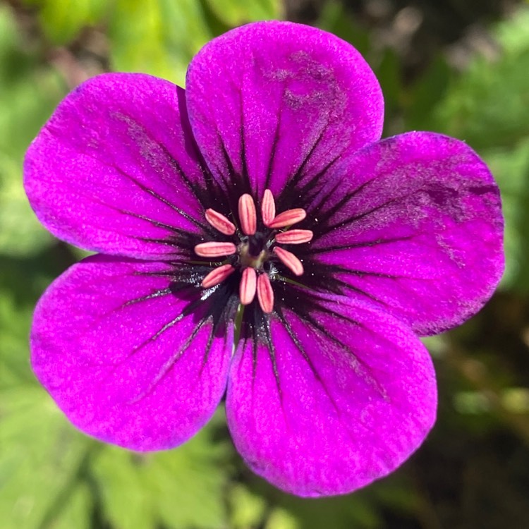 Plant image Geranium 'Anne Thomson'