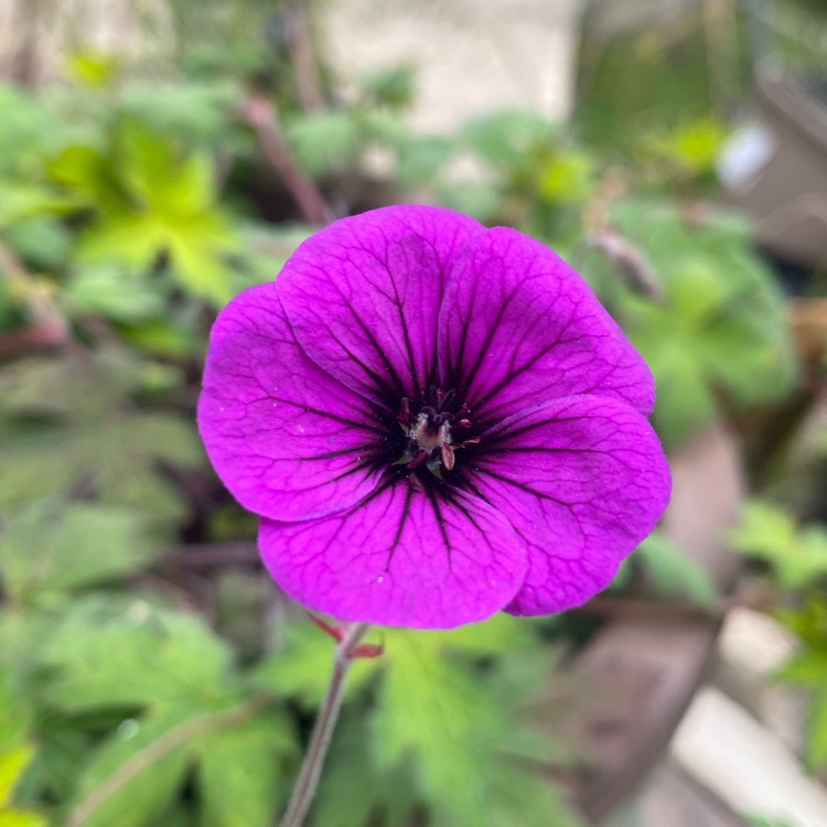 Plant image Geranium 'Ann Folkard'