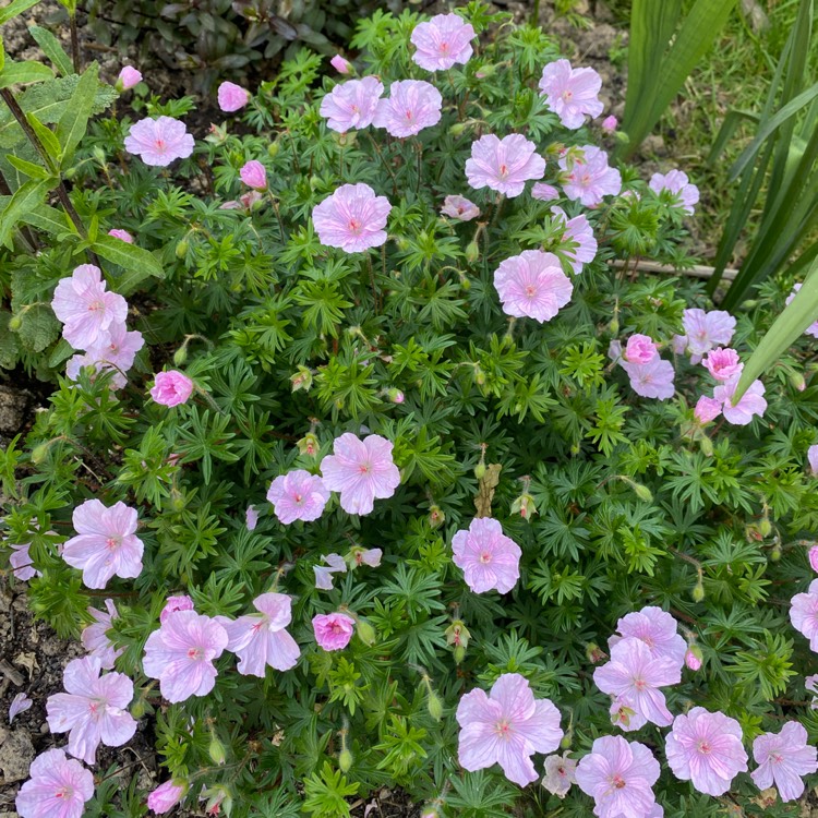 Plant image Geranium pratense 'Striatum' syn. Geranium pratense 'Splish Splash'