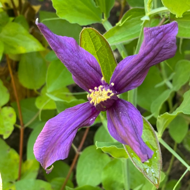 Plant image Clematis 'Petit Faucon Evisix'