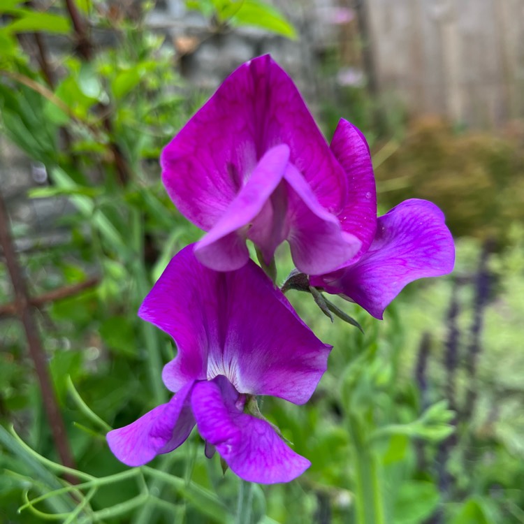 Plant image Lathyrus Odoratus 'Cupani'