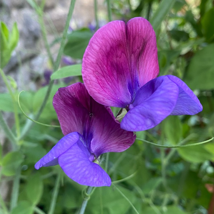 Plant image Lathyrus Odoratus 'Cupani'