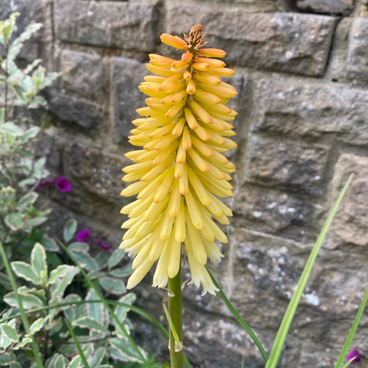 Plant image Kniphofia 'Tawny King'