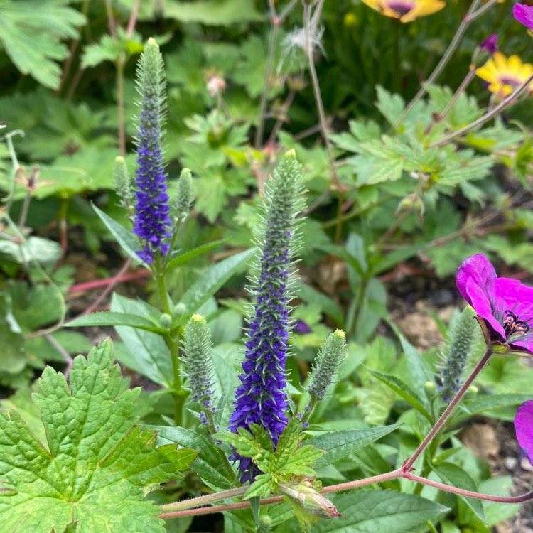 Plant image Veronica spicata 'Ulster Blue Dwarf'