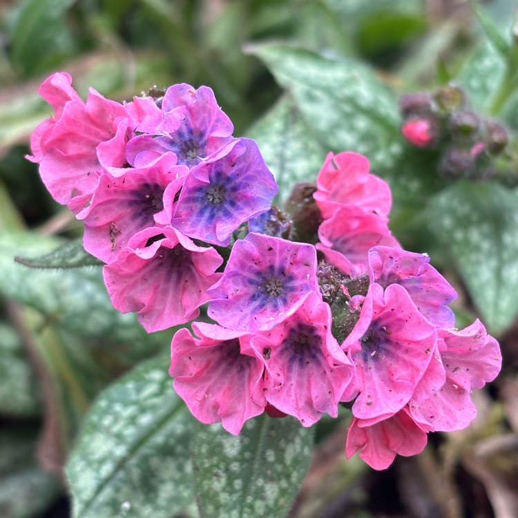 Plant image Pulmonaria 'Pretty in Pink'