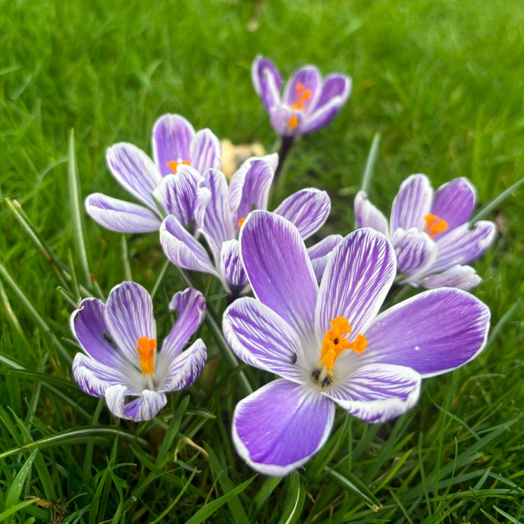 Plant image Crocus vernus 'Pickwick'