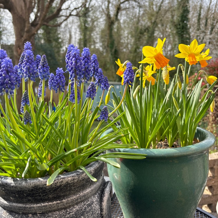 Plant image Narcissus 'Jetfire'