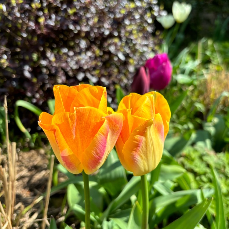 Plant image Tulipa 'Amber Glow' syn. Tulipa 'Amberglow'