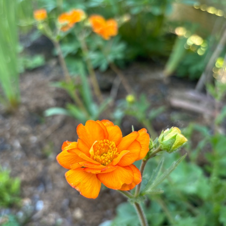 Plant image Geum 'Fireball'