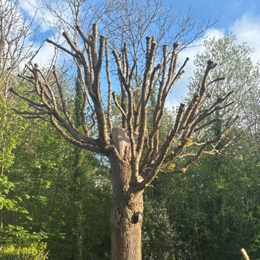 Quercus robur syn. Quercus pedunculata