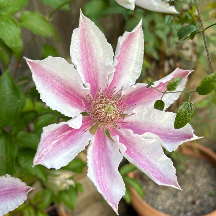 plant image 1711182