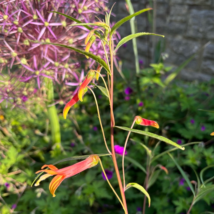 Plant image Lobelia Laxiflora