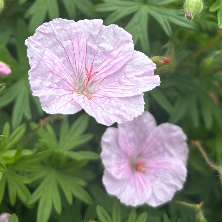 Plant image Geranium pratense 'Striatum' syn. Geranium pratense 'Splish Splash'