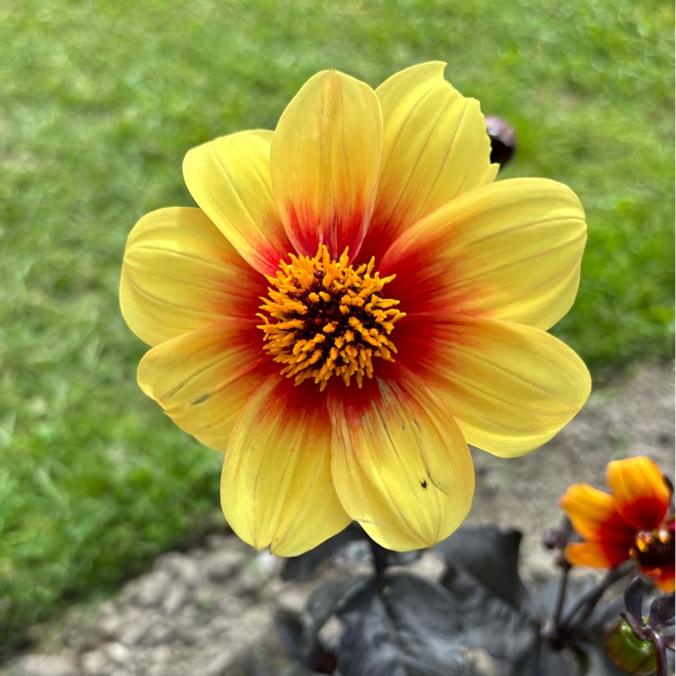 Plant image Dahlia 'Sunshine'