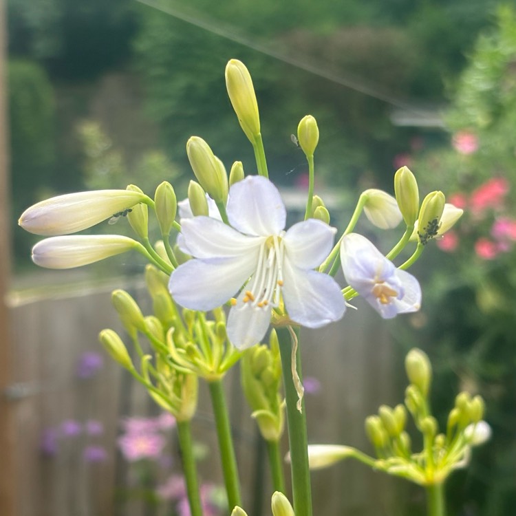 Plant image Agapanthus 'Silver Baby'