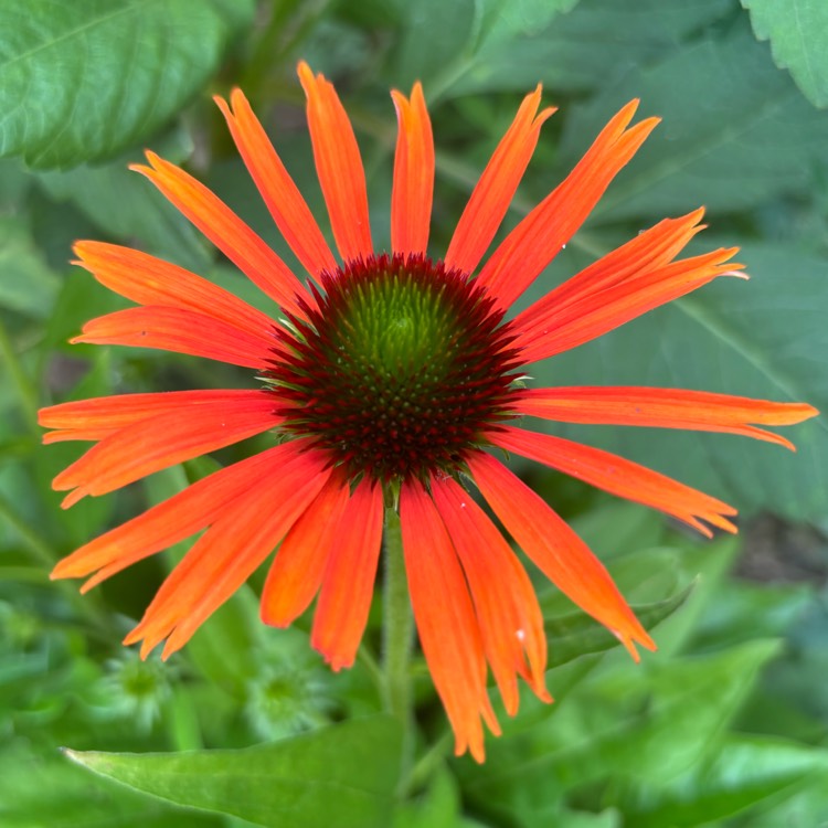 Plant image Echinacea 'Orange Skipper' (Butterfly Series)