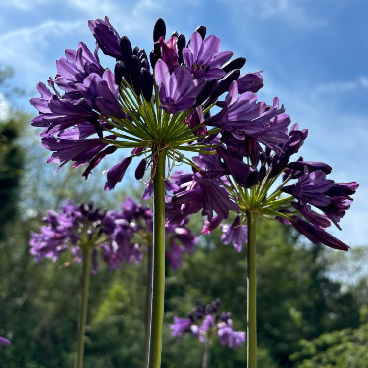 Plant image Agapanthus 'MP003' syn. Agapanthus 'Poppin' Purple', Agapanthus 'Ever Amethyst'