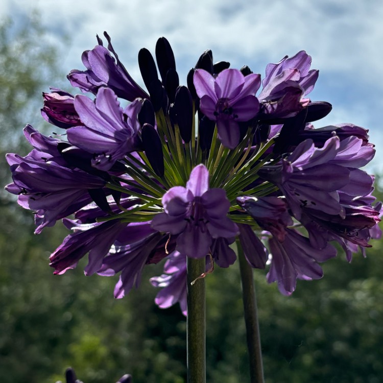 plant image 1721730