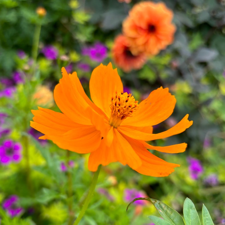 Plant image Cosmos sulphureus 'Polidor Mix'