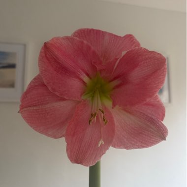 Hippeastrum (Amaryllis)