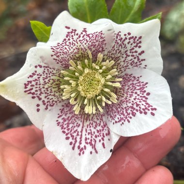 Hellebore 'SP Conny'