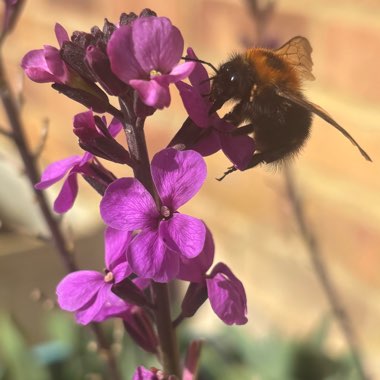 Wallflower 'Bowles's Mauve'