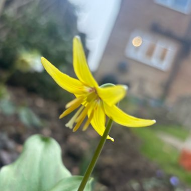 Dogtooth Violet 'Pagoda'