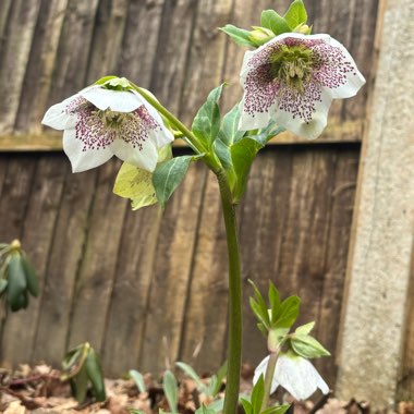 Hellebore 'SP Conny'