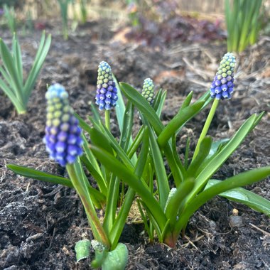 Grape Hyacinth 'Touch of Snow'