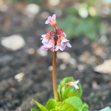 Elephant's Ears (Bergenia)