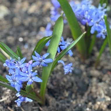 Alpine Squill