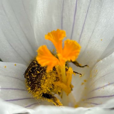 Crocus (Spring)