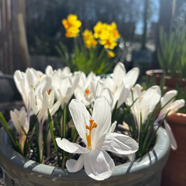 Crocus (Spring)