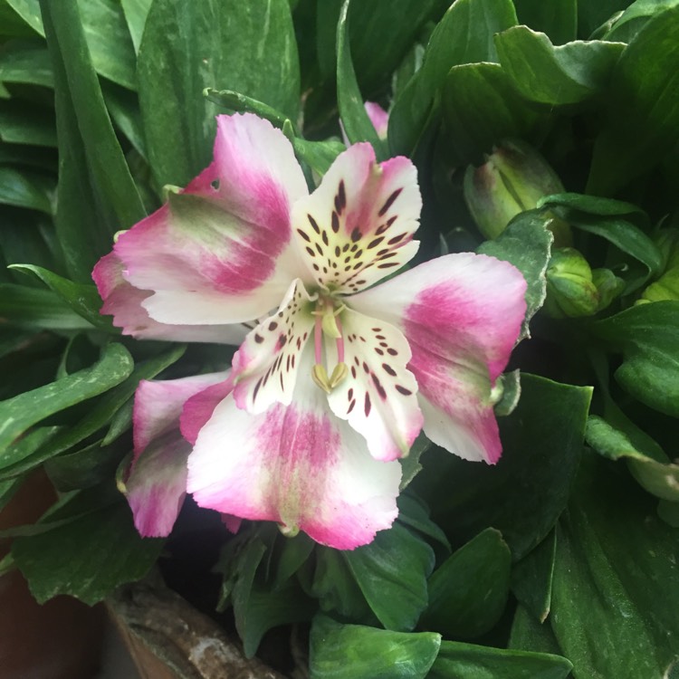 Plant image Alstroemeria aurea 'Orange King' syn. Alstroemeria aurantiaca 'Orange King'