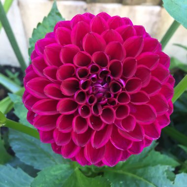 Dahlia 'Downham Royal'