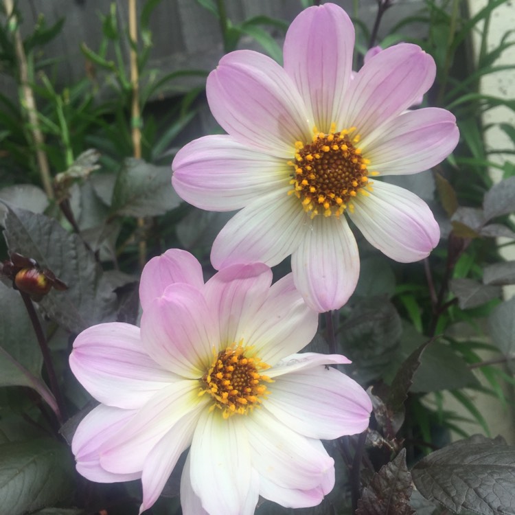 Plant image Dahlia 'Bishop of Dover'