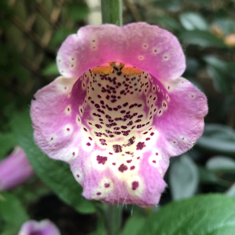 Plant image Digitalis purpurea 'Excelsior Hybrid Mixed'