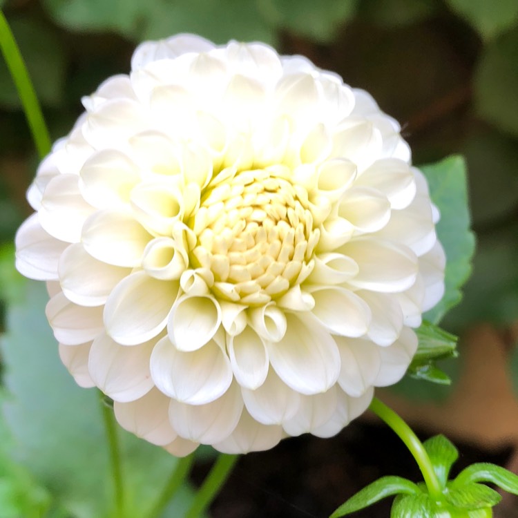 Plant image Dahlia 'Snowflake'