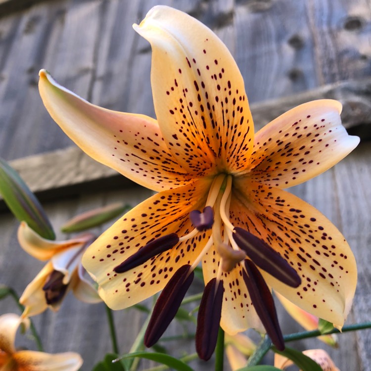 Plant image Lilium 'Tiger Babies Group' syn. Lilium 'Tiger Babies'