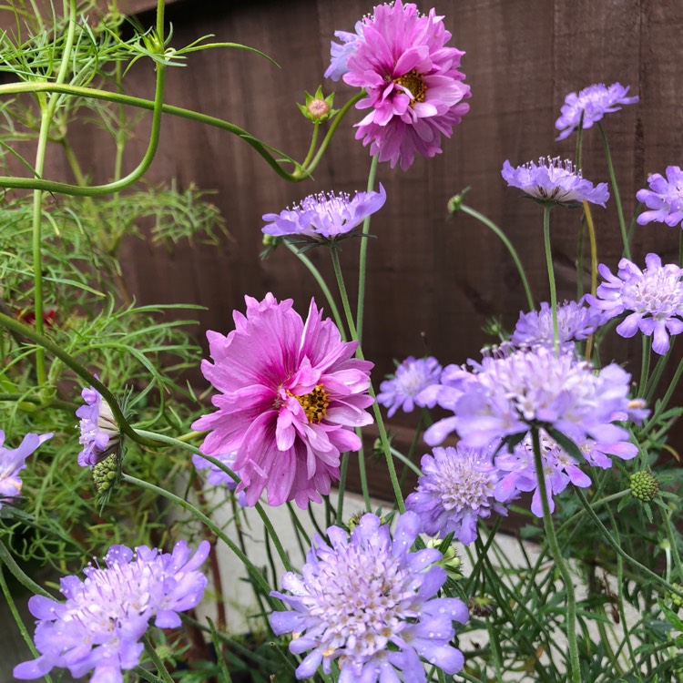 Plant image Scabiosa 'Butterfly Blue'