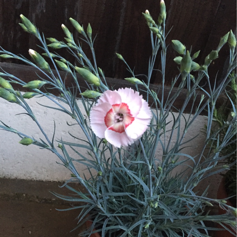 Dianthus allwoodii 'Tequila Sunrise'