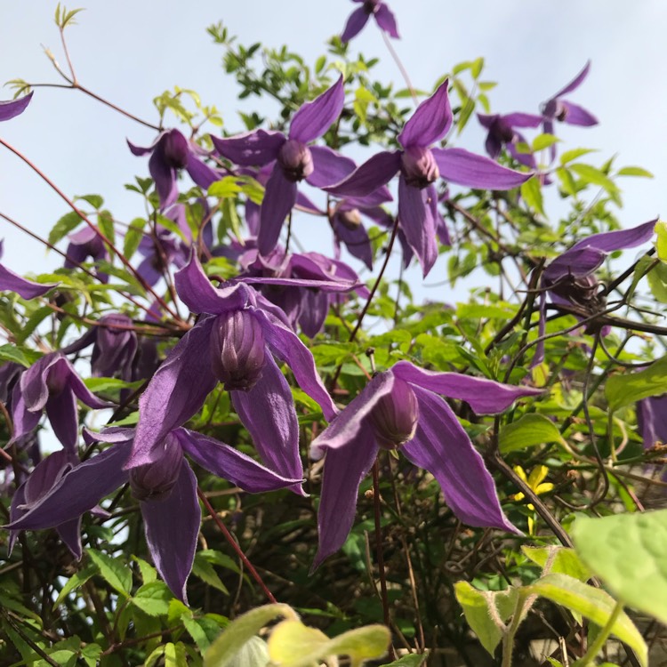 Plant image Clematis alpina