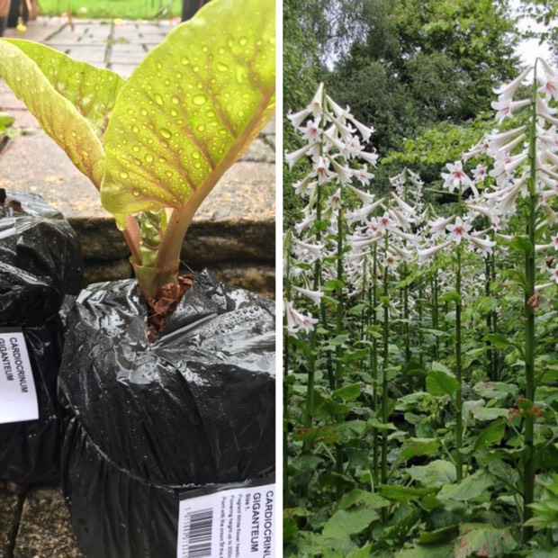 Plant image Cardiocrinum giganteum syn. Lilium giganteum himalaicum