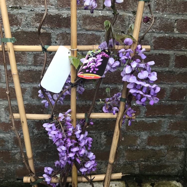 Plant image Wisteria brachybotrys 'Iko Yama Fuji'