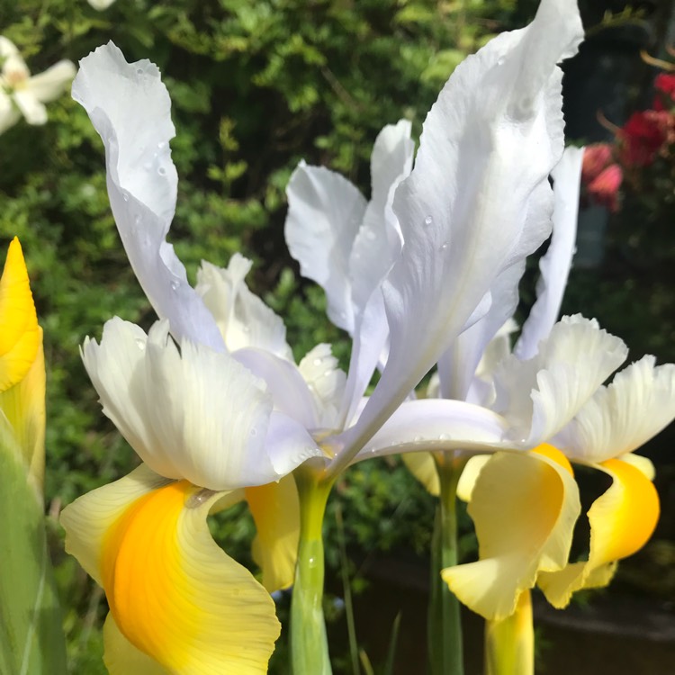 Plant image Iris x hollandica 'Apollo'