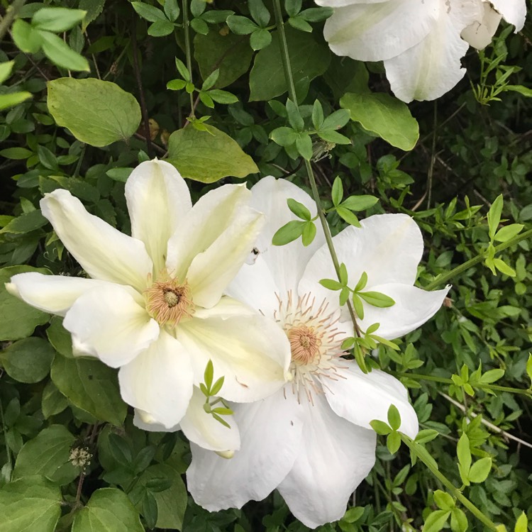 Plant image Clematis 'Mrs George Jackman'